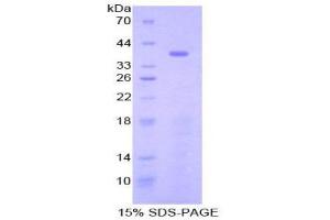 SDS-PAGE (SDS) image for Signal Transducing Adaptor Family Member 1 (STAP1) (AA 1-297) protein (His tag) (ABIN2126784)