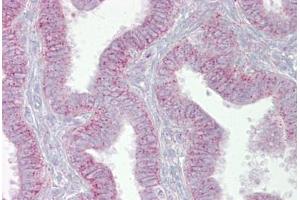 Anti-CDK9 antibody IHC staining of human uterus. (CDK9 Antikörper  (N-Term))