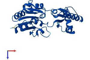 PMM2 Protein (AA 1-242) (His tag)