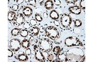 Image no. 6 for anti-Tubulin tyrosine Ligase-Like Family, Member 12 (TTLL12) antibody (ABIN1499035) (TTLL12 Antikörper)