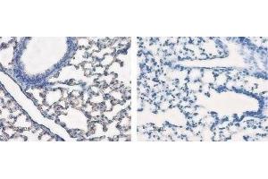 Expression of AQP5 in rat lung - Immunohistochemical staining of rat lung sections using Anti-Aquaporin 5 Antibody (ABIN7042941, ABIN7045200 and ABIN7045201), (left panel).