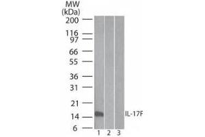 IL17F Antikörper  (Biotin)