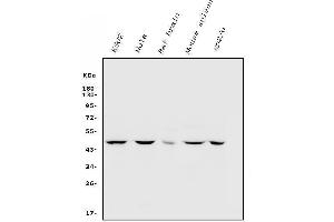 Western blot analysis of INHA using anti-INHA antibody (ABIN7600932).