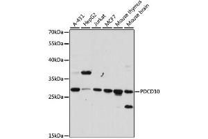 Western blot analysis of extracts of various cell lines, using PDCD10 antibody. (PDCD10 Antikörper)