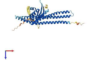 Sorting Nexin 7 Protein (SNX7) (AA 1-387) (His tag)