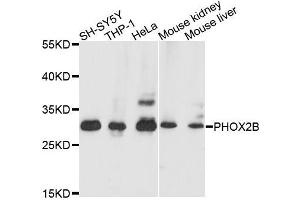 Western blot analysis of extracts of various cell lines, using PHOX2B antibody (ABIN5995873) at 1/1000 dilution. (PHOX2B Antikörper)