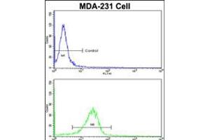 Flow cytometric analysis of MDA-231 cells using DLGAP1 Antibody (N-term)(bottom histogram) compared to a negative control cell (top histogram).