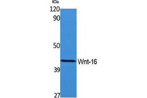 Western Blotting (WB) image for anti-Wingless-Type MMTV Integration Site Family, Member 16 (WNT16) (Internal Region) antibody (ABIN3187661) (WNT16 Antikörper  (Internal Region))