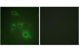 Immunofluorescence (IF) image for anti-Heat Shock Protein 90kDa alpha (Cytosolic), Class B Member 1 (HSP90AB1) (AA 201-250) antibody (ABIN2888928) (HSP90AB1 Antikörper  (AA 201-250))