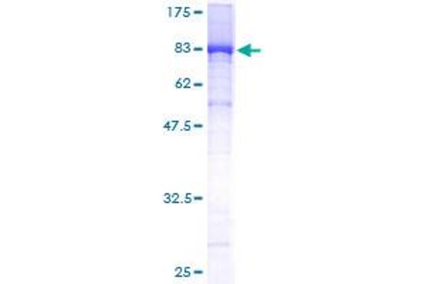 TCP1 alpha/CCTA Protein (AA 1-556) (GST tag)
