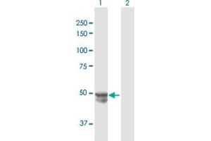 Western Blot analysis of MMP20 expression in transfected 293T cell line by MMP20 MaxPab polyclonal antibody.