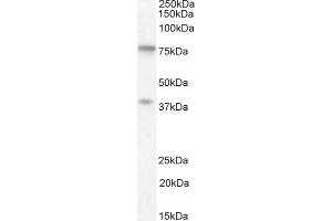 (ABIN302168) (1 μg/mL) staining of Human Cerebellum lysate (35 μg protein in RIPA buffer). (ZRANB1 Antikörper  (C-Term))