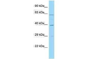 WB Suggested Anti-IRF1 Antibody Titration: 1.