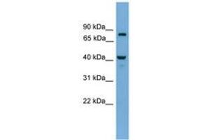Image no. 1 for anti-Family with Sequence Similarity 105, Member A (FAM105A) (AA 71-120) antibody (ABIN6744861) (FAM105A Antikörper  (AA 71-120))