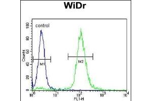 TrkA Antibody f flow cytometric analysis of WiDr cells (right histogram) compared to a negative control cell (left histogram). (TRKA Antikörper)