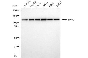 Western blotting analysis using TRPC1 antibody (ABIN7800607).