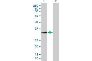 Western Blot analysis of STX2 expression in transfected 293T cell line by STX2 MaxPab polyclonal antibody. (STX2 Antikörper  (AA 1-287))