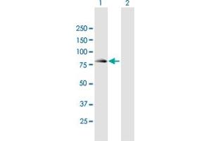 Western Blot analysis of SEC16B expression in transfected 293T cell line by SEC16B MaxPab polyclonal antibody. (SEC16B Antikörper  (AA 1-625))
