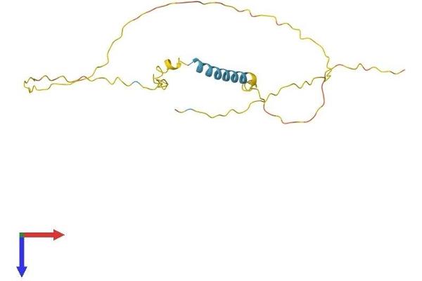 TCEAL6 Protein (AA 1-200) (His tag)