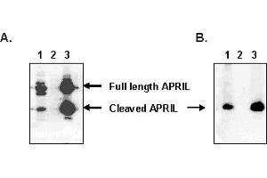 Detection of endogenous human APRIL with MAb to APRIL (human) (Aprily-5) . (TNFSF13 Antikörper  (AA 93-233))