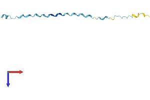 SPRR2G Protein (AA 1-73) (Fc Tag)
