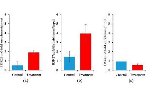 Epigenetic histone marks differ between control and YM155 treated mouse synovial sarcoma at the Birc5 promoter. (Histone 3 Antikörper  (H3K27me3, pSer28))