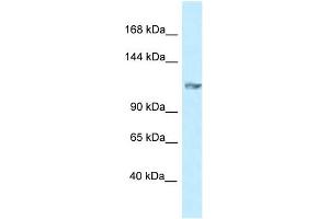 WB Suggested Anti-Grik5 Antibody   Titration: 1. (GRIK5 Antikörper  (N-Term))