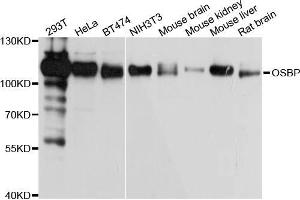 Western blot analysis of extracts of various cell lines, using OSBP antibody (ABIN5972171) at 1/1000 dilution. (OSBP Antikörper)