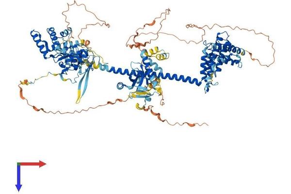 BRD1 Protein (AA 1-1058) (His tag)