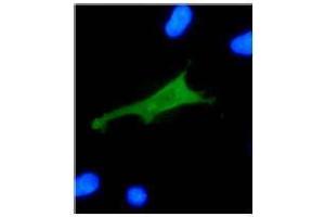 Immunofluorescence (IF) image for anti-Human Papilloma Virus 18 E7 (HPV-18 E7) (AA 36-70) antibody (ABIN781778) (HPV18 E7 Antikörper  (AA 36-70))