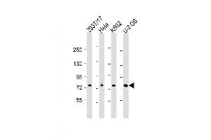 Western Blot at 1:2000 dilution Lane 1: 293T/17 whole cell lysate Lane 2: Hela whole cell lysate Lane 3: K562 whole cell lysate Lane 4: U-2 OS whole cell lysate Lysates/proteins at 20 ug per lane. (NDC80 Antikörper  (AA 508-539))