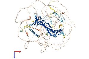 FMN1 Protein (AA 1-1419) (His tag)