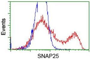 HEK293T cells transfected with either RC202068 overexpress plasmid (Red) or empty vector control plasmid (Blue) were immunostained by anti-SNAP25 antibody (ABIN2454626), and then analyzed by flow cytometry. (SNAP25 Antikörper)