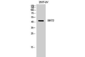 Western Blotting (WB) image for anti-Sirtuin 2 (SIRT2) (C-Term) antibody (ABIN3186963) (SIRT2 Antikörper  (C-Term))