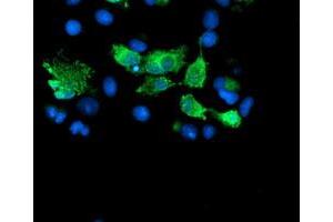 Image no. 3 for anti-SUMO1/sentrin/SMT3 Specific Peptidase 2 (SENP2) (AA 139-523) antibody (ABIN1490924) (SENP2 Antikörper  (AA 139-523))