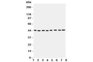 Western blot testing of PGK1 antbody (PGK1 Antikörper  (Middle Region))