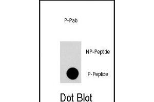 Dot blot analysis of anti-FRp Phospho-specific Pab (Cat. (MTOR Antikörper  (pThr2446))