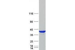 Western Blotting (WB) image for Tropomyosin 3 (TPM3) (Transcript Variant 1) protein (Myc-DYKDDDDK Tag) (ABIN2734391)