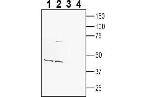 Western blot analysis of rat brain membranes (lanes 1 and 3) and mouse brain membranes (lanes 2 and 4):1-2. (CD63 Antikörper  (Extracellular))
