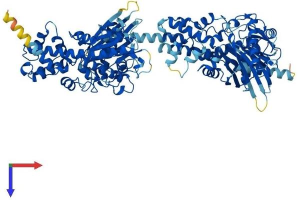 Hexokinase 2 Protein (HK2) (AA 1-917) (His tag)