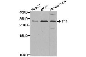 Western blot analysis of extracts of various cell lines, using NTF4 antibody. (Neurotrophin 4 Antikörper)