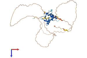 ETV2 Protein (AA 1-342) (His tag)