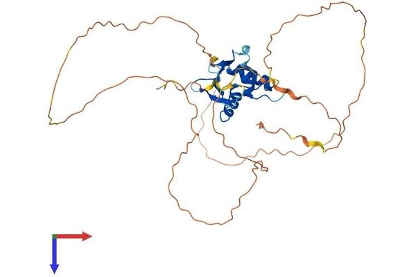 ETV2 Protein (AA 1-342) (His tag)