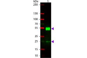 Western blot of Rhodamine conjugated Rabbit Anti-Mouse IgG secondary antibody. (Kaninchen anti-Maus IgG (Heavy & Light Chain) Antikörper (TRITC) - Preadsorbed)