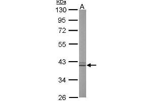 Liver Arginase Antikörper