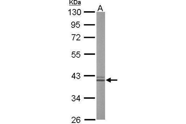 Liver Arginase Antikörper