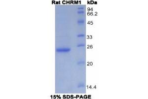 SDS-PAGE analysis of Rat CHRM1 Protein.