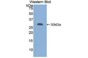 Western Blotting (WB) image for anti-Granulin (GRN) (AA 361-585) antibody (ABIN1859075) (Granulin Antikörper  (AA 361-585))