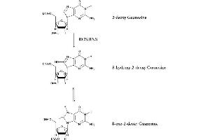 Chemical Equation of the Oxidation of Guanosine