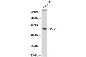 Western blot analysis of extracts of U-87MG cells using PUS1 Polyclonal Antibody at dilution of 1:3000. (PUS1 Antikörper)
